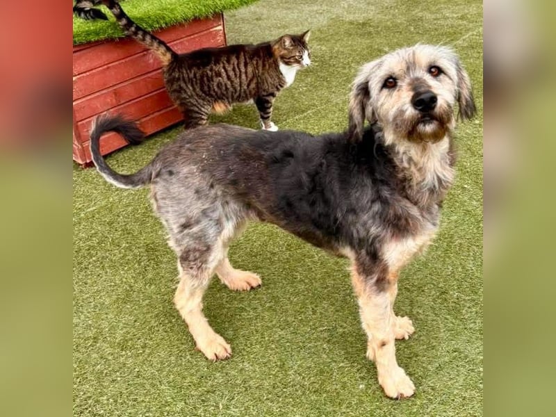 Candy – sanfte Schmusemaus sucht ihr Happy End