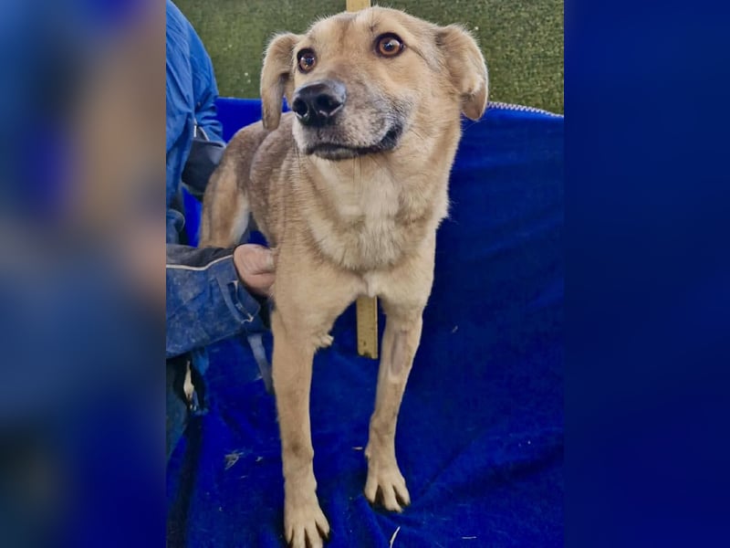 Zierliche Junghündin Dana