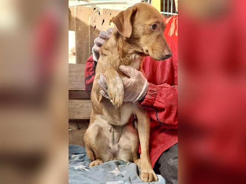 Tosca hat im Shelter Angst