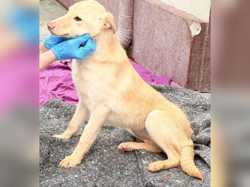 Zuckersüßes Hundemädchen Lesedi