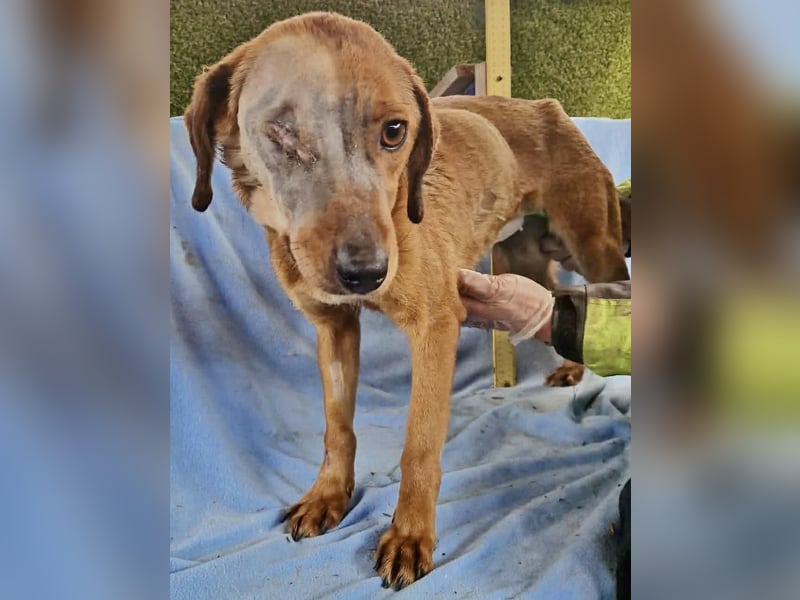 Tapfere Poppy sucht ihr Glück