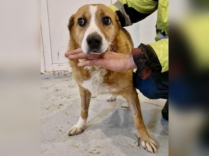 Sanfter Hundeopi Rex