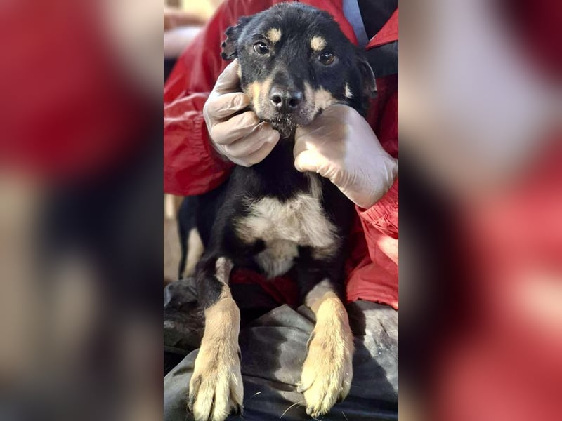 Zierlicher Junghund Frizzi – Rettung aus der Hölle