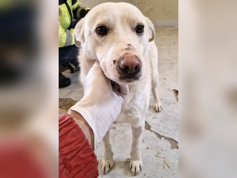 Dankbare, sanfte Blanche