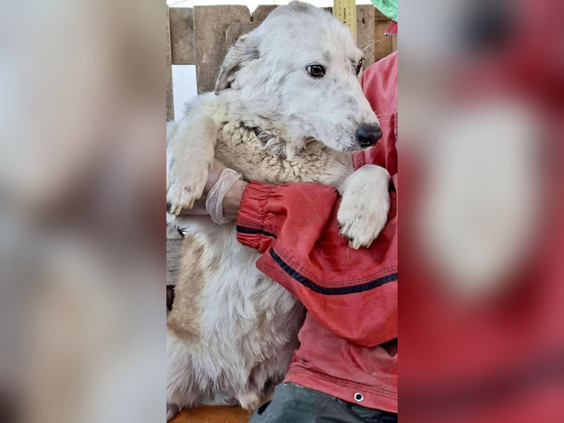 Vorsichtiger Junghund Frodo sucht ein geduldiges Zuhause