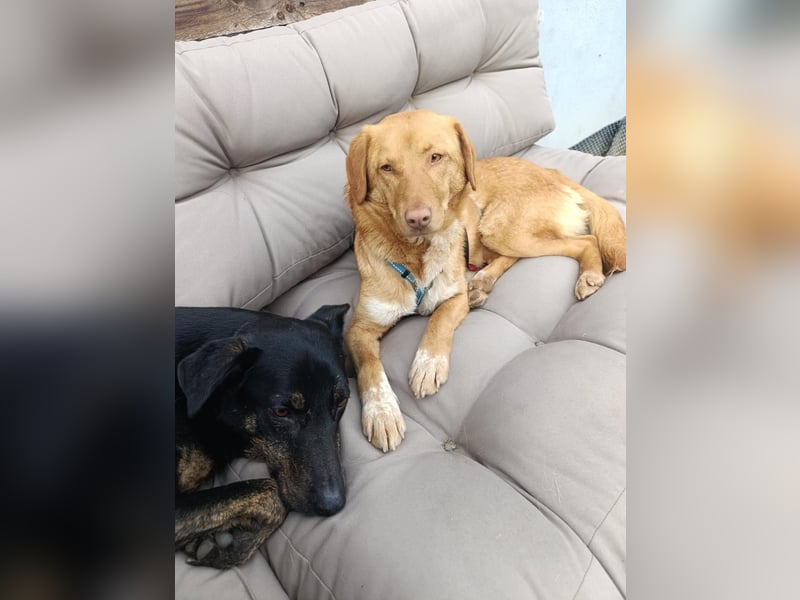 Herzenshund Tosca sucht ihr Für-immer-Zuhause!