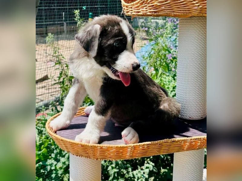 Kleiner Herzenshund Figo sucht seine Familie