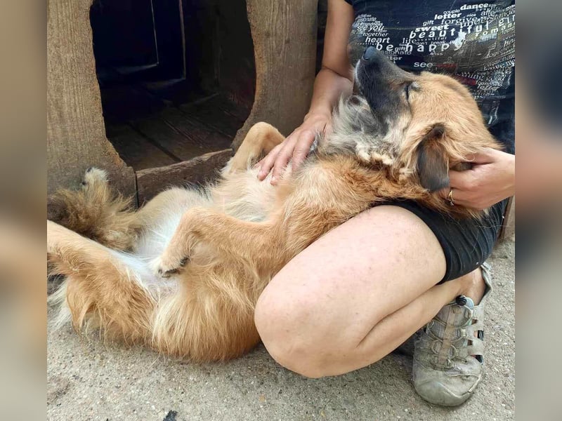 Freundliche Linda ist verspielt und verträglich