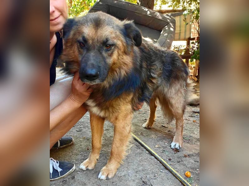 Mimo liebt Menschen und andere Hunde