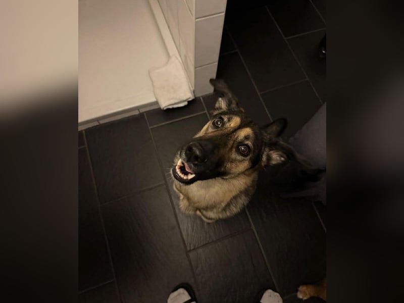 Unsichere Luna sucht erfahrenes Zuhause