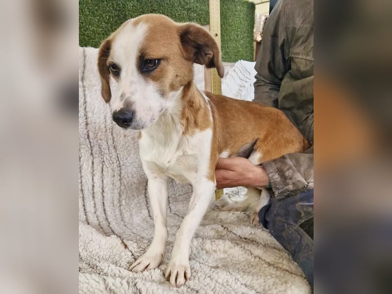 Anika – zarte Hundeseele sucht dringend einen sicheren Hafen
