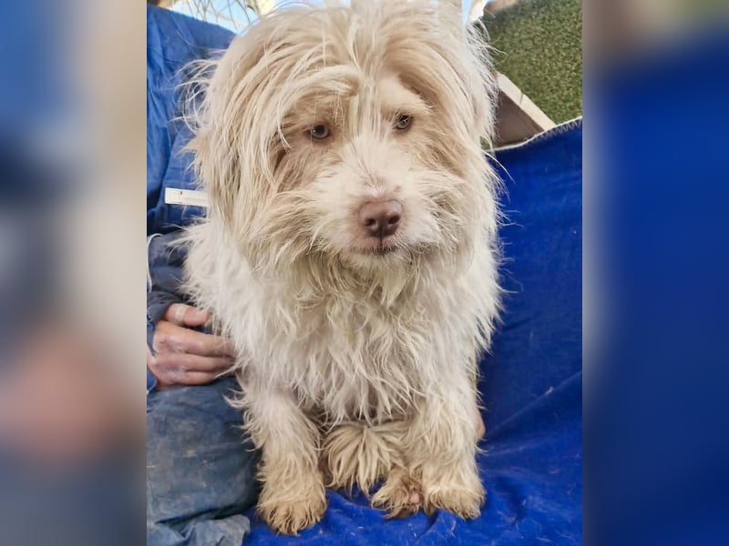 Todtrauriger Boomer auf der Suche nach Glück