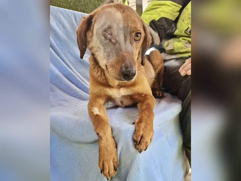 Tapfere Poppy sucht ihr Glück