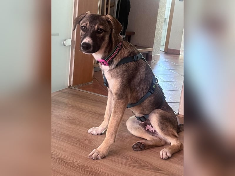 Arco - Ein besonderer Hundejunge wartet auf seine Familie