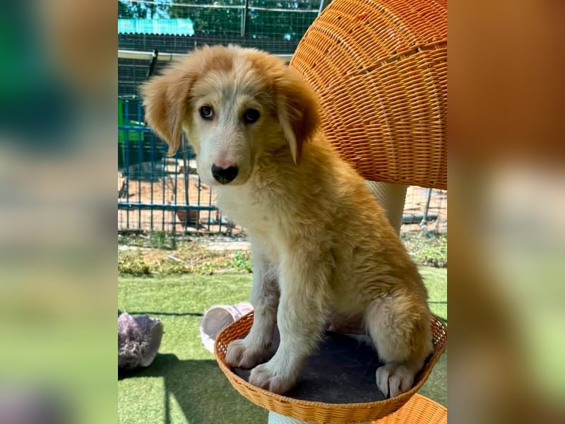 Tino, kleines Eisbärchen sucht sein Glück
