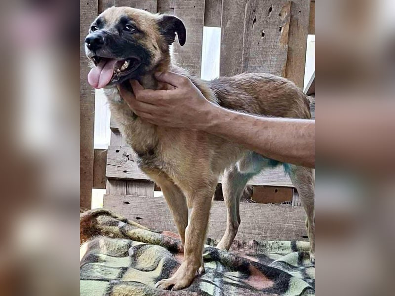 Arko  sensibler Rüde sucht ruhigen Neuanfang