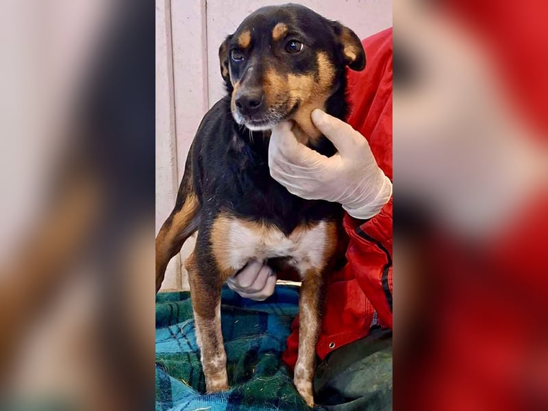 Liberty – fröhlich und verspielt