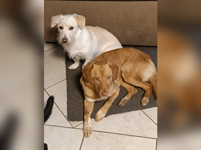 Herzenshund Tosca sucht ihr Für-immer-Zuhause!