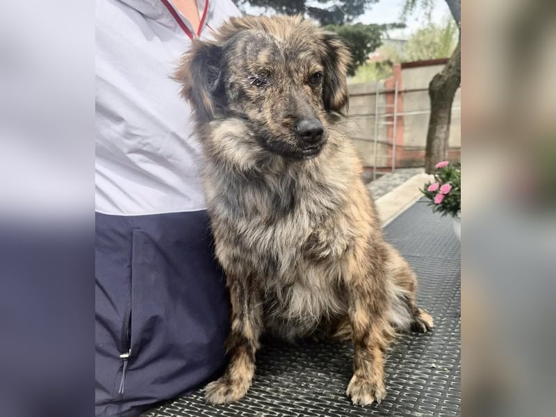 Ronja – kleine Kämpferin sucht ihr Happy End