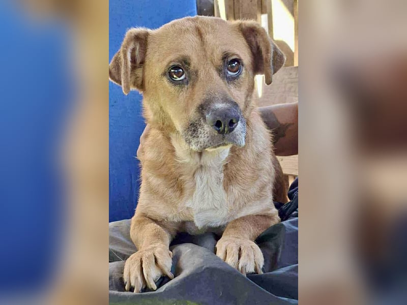 Lisa – sanfte Hündin mit großem Herzen