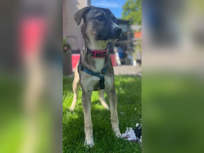 Arco - Ein besonderer Hundejunge wartet auf seine Familie