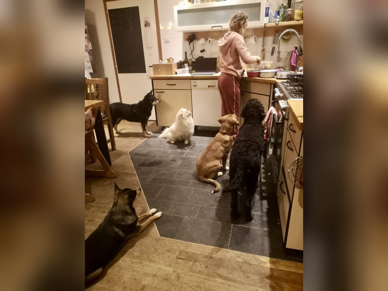 Katzenverträglicher Senior Houdini sucht ländliches Zuhause