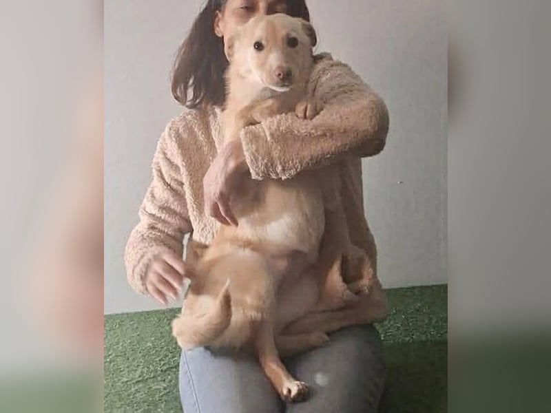 Zuckersüßes Hundemädchen Lesedi