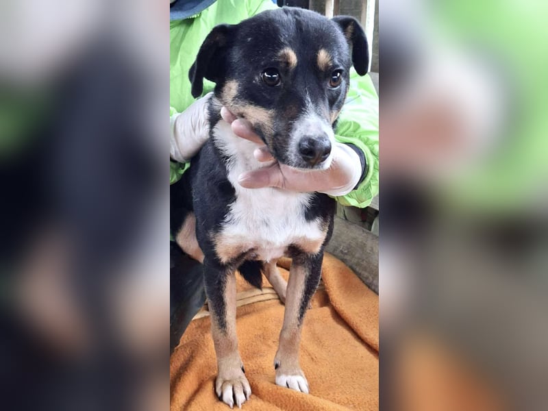  FRANJO – TREUHERZIGER SCHMUSER MIT FEINEM WESEN 