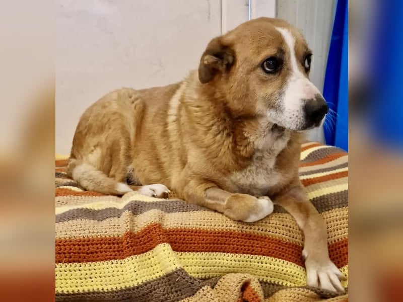 Sanfter Hundeopi Rex