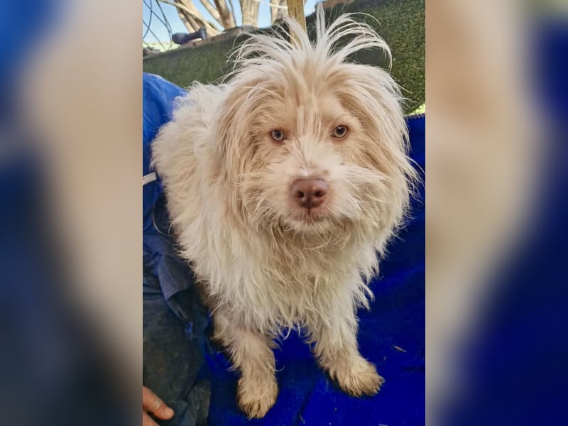 Todtrauriger Boomer auf der Suche nach Glück