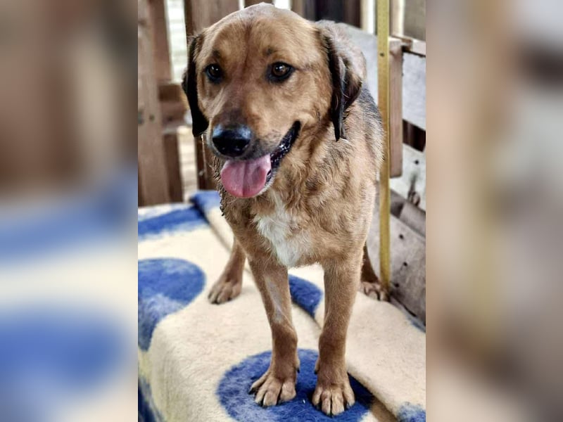 Freundlicher, ruhiger Kiran