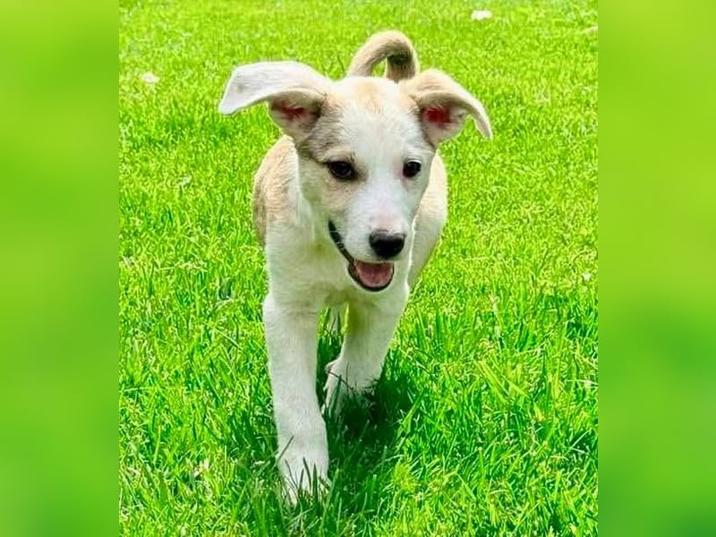 PETZI , hübsches Hundemädchen