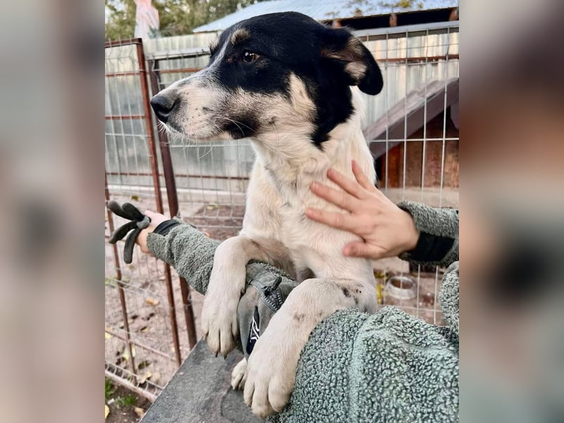 Jaron - bildhübscher, junger Bursche