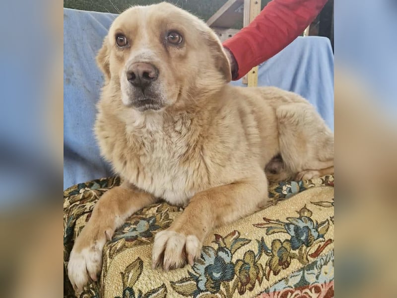 Trauriger Hugo sucht seine Familie