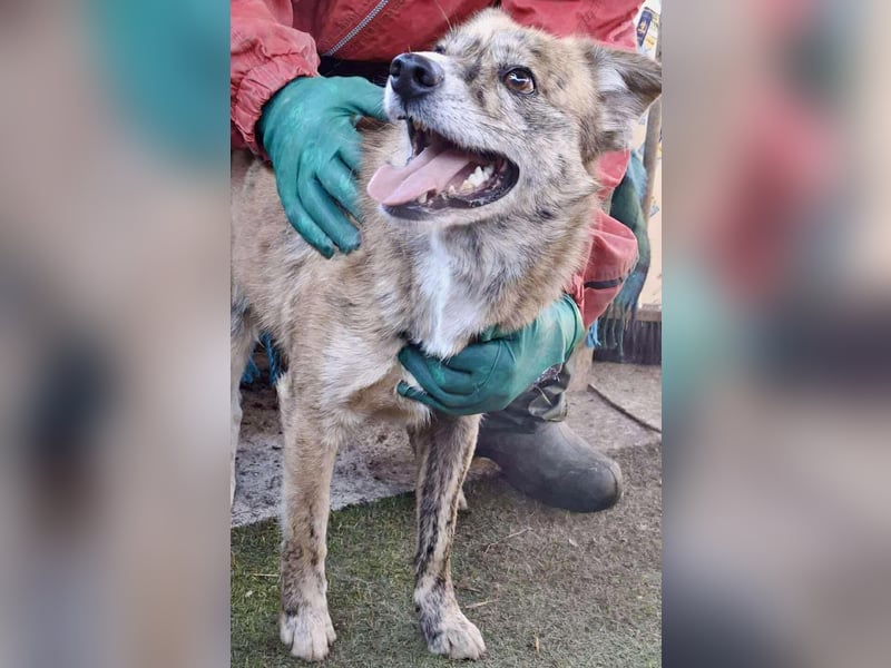 Simba – sensibel, verschmust, lustig