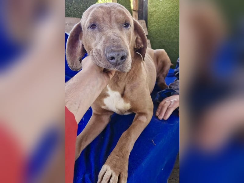 Benji.... Traumhund auf 4 Pfoten