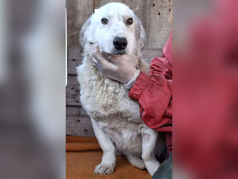 Vorsichtiger Junghund Frodo sucht ein geduldiges Zuhause