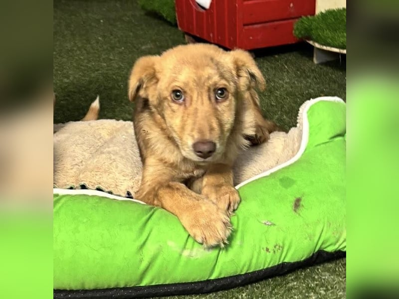 Bildhübsches Welpenmädchen Lumi