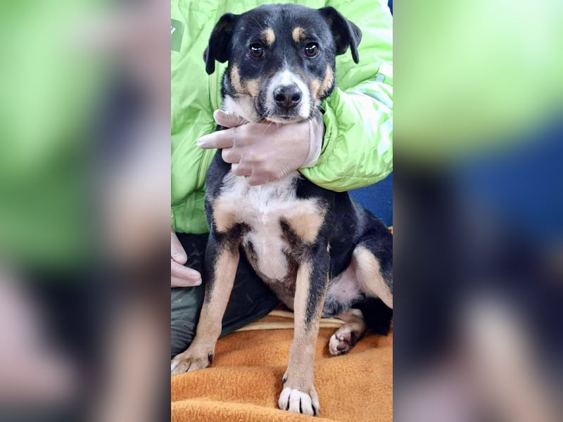  FRANJO – TREUHERZIGER SCHMUSER MIT FEINEM WESEN 