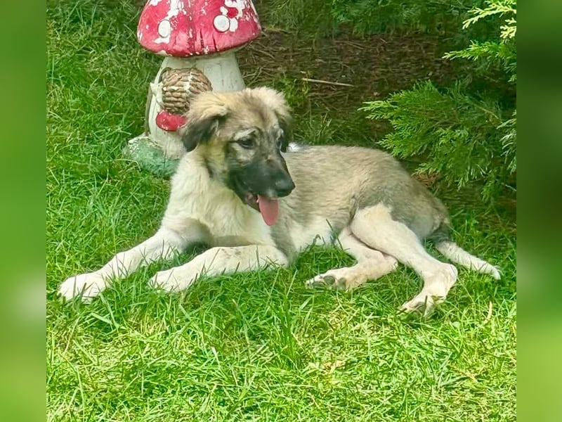 Junior, kleiner Herzensbub sucht sein Glück