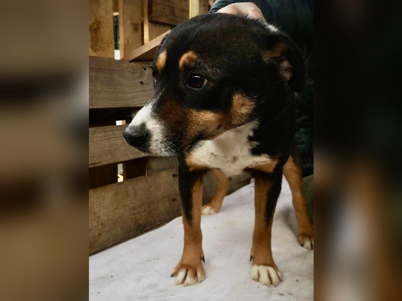 Franjo sucht warmes & liebevolles Zuhause