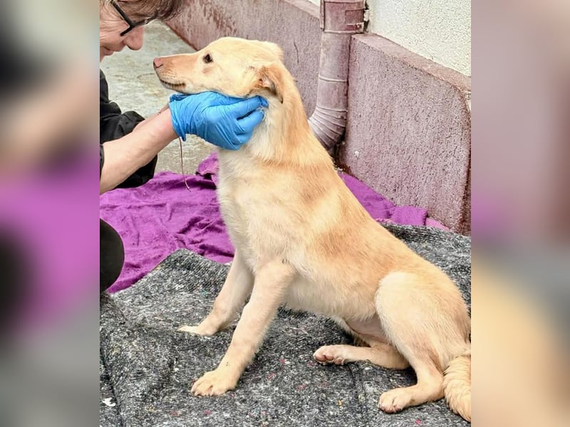 Zuckersüßes Hundemädchen Lesedi