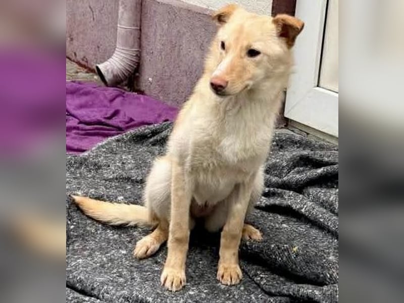 Zuckersüßes Hundemädchen Lesedi