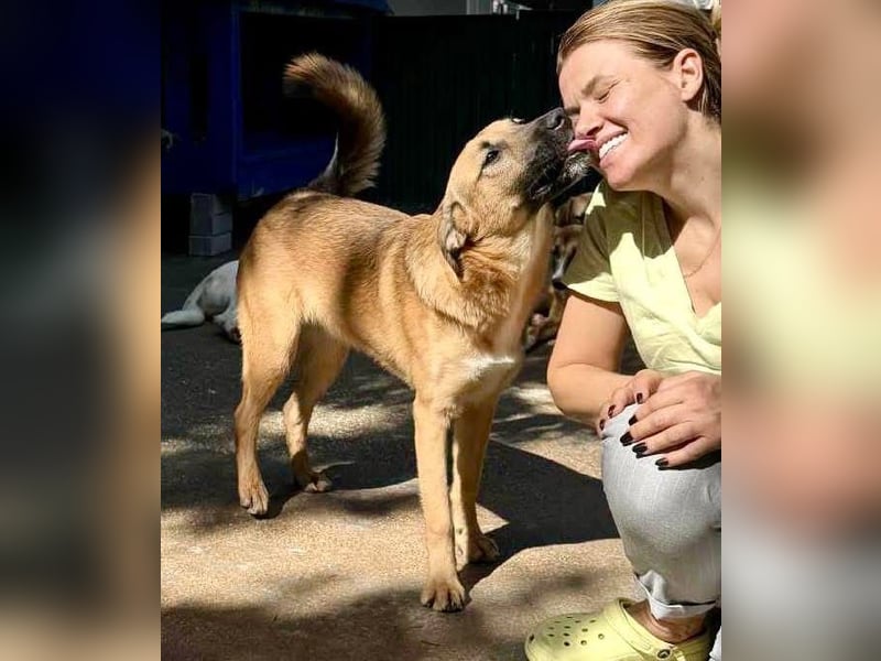 Katzenfreundlicher, lebensfroher Junghund Loyd