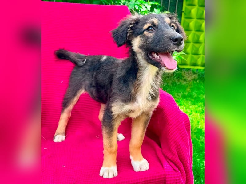 PHILLIA,  auf der Suche nach ihrer Familie und einem liebevollen Zuhause