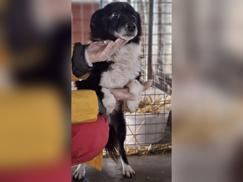 Trauriger, verwaister Pedro