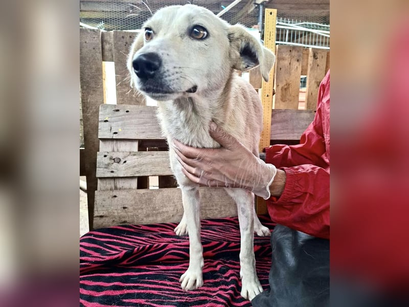 Nala – zierliche, sanfte Hündin sucht erfahrenes Zuhause