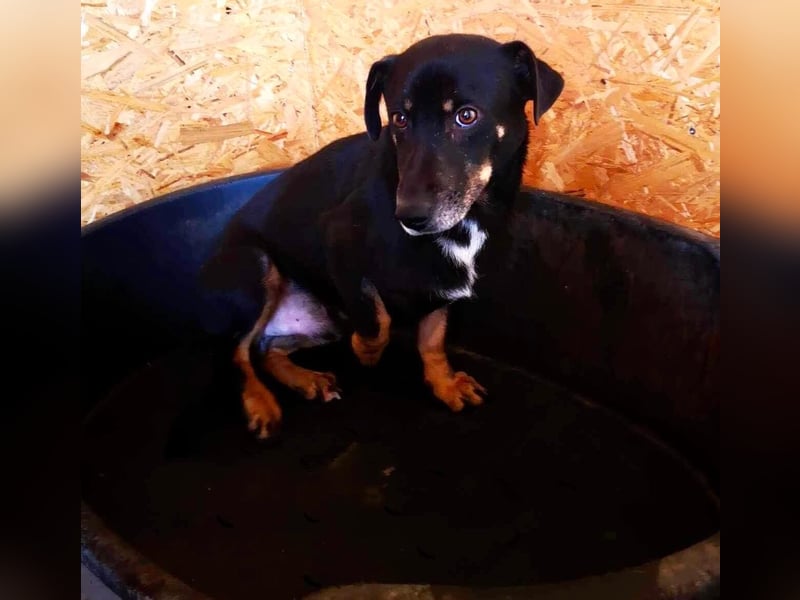 Pelle sucht geduldige und verständnisvolle Menschen