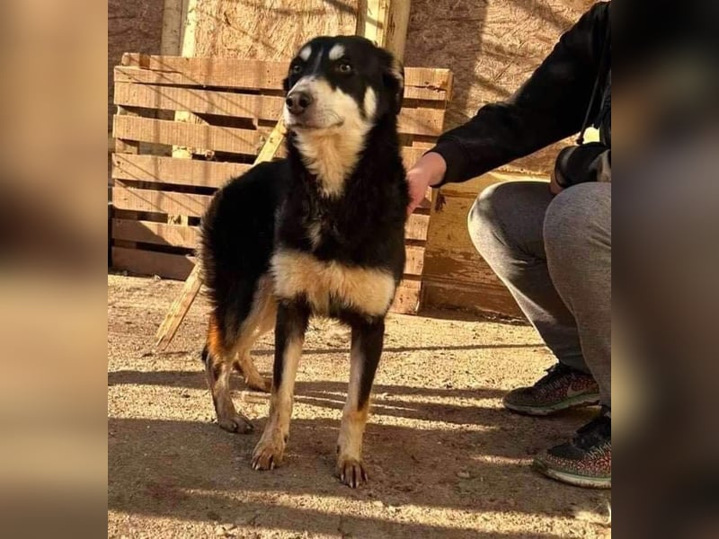 Sanfte, neugierige Hündin Dora