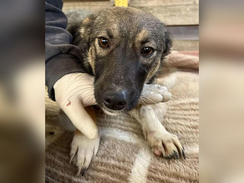 Akima sucht ganz viel Liebe